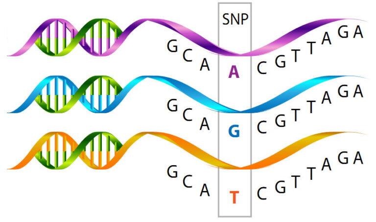 Генетико. Однонуклеотидные полиморфизмы (SNP). Полиморфные гены. SNPS В генетика что это.